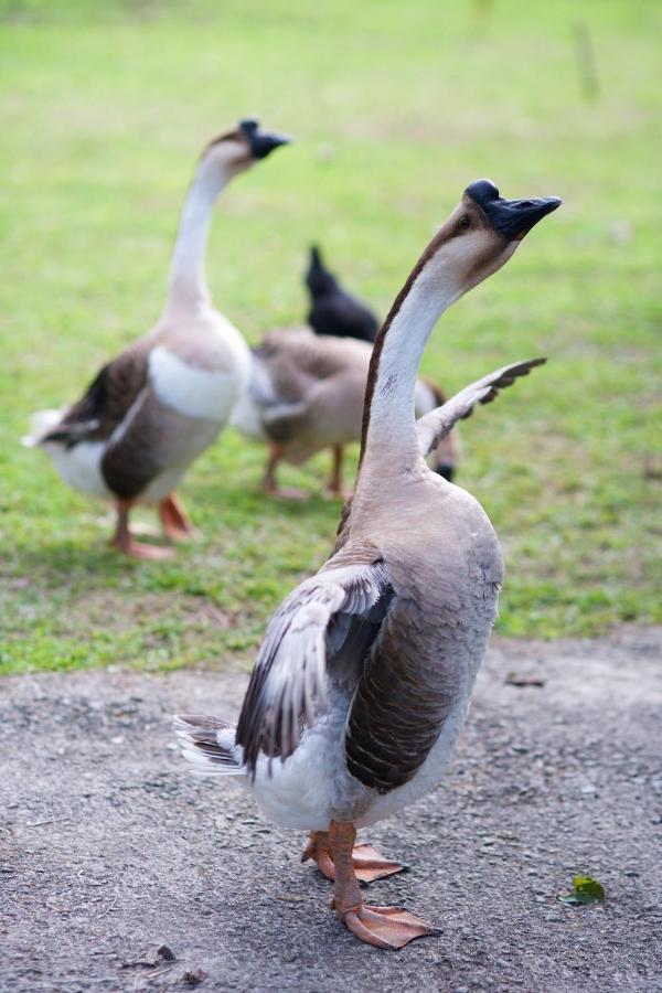Meihua Lake Leisure Farm Dongshan  Buitenkant foto